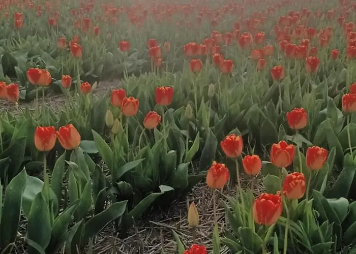 Ons Achter * 노르트바이커하우트